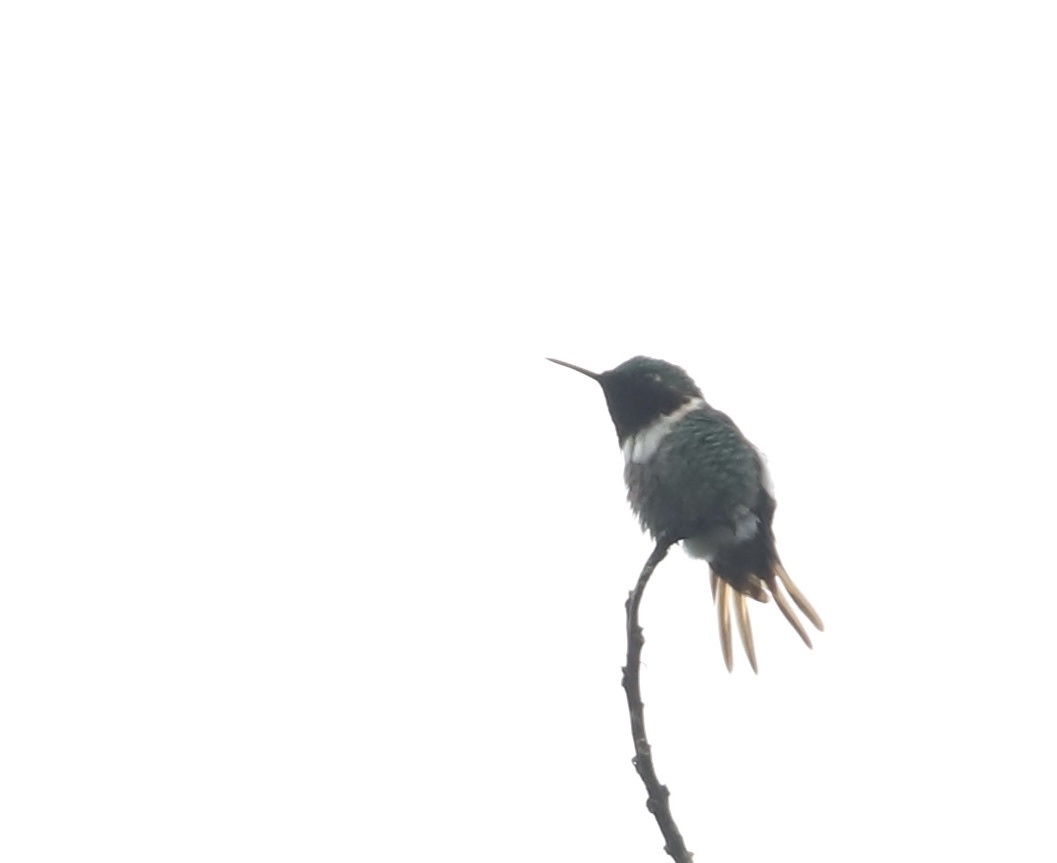 Rufous-shafted Woodstar (Chaetocercus jourdanii), photo 2