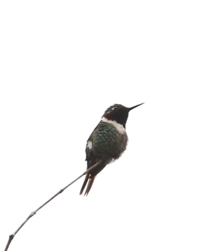 Rufous-shafted Woodstar (Chaetocercus jourdanii), photo 3