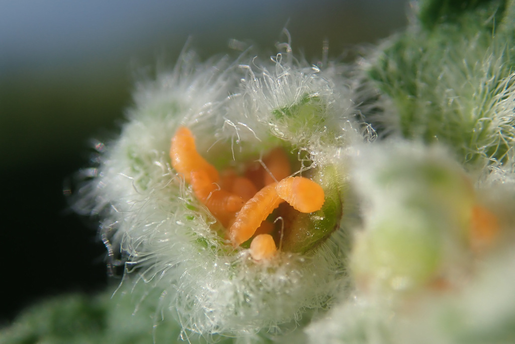 Jaapiella veronicae