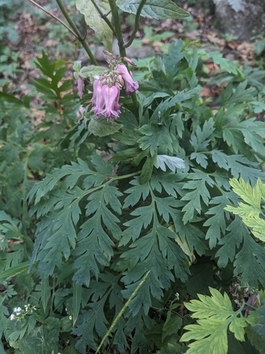 Image of Dicentra eximia by (c) Alaina Krakowiak, some rights reserved (CC BY)