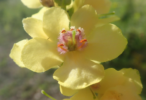 Nettle-leaved × Purple Mullein (Verbascum ×)