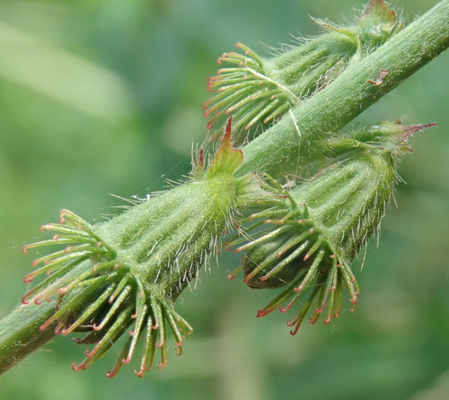 Vaistinė dirvuolė nuotrauka