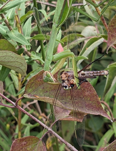 Common green darner