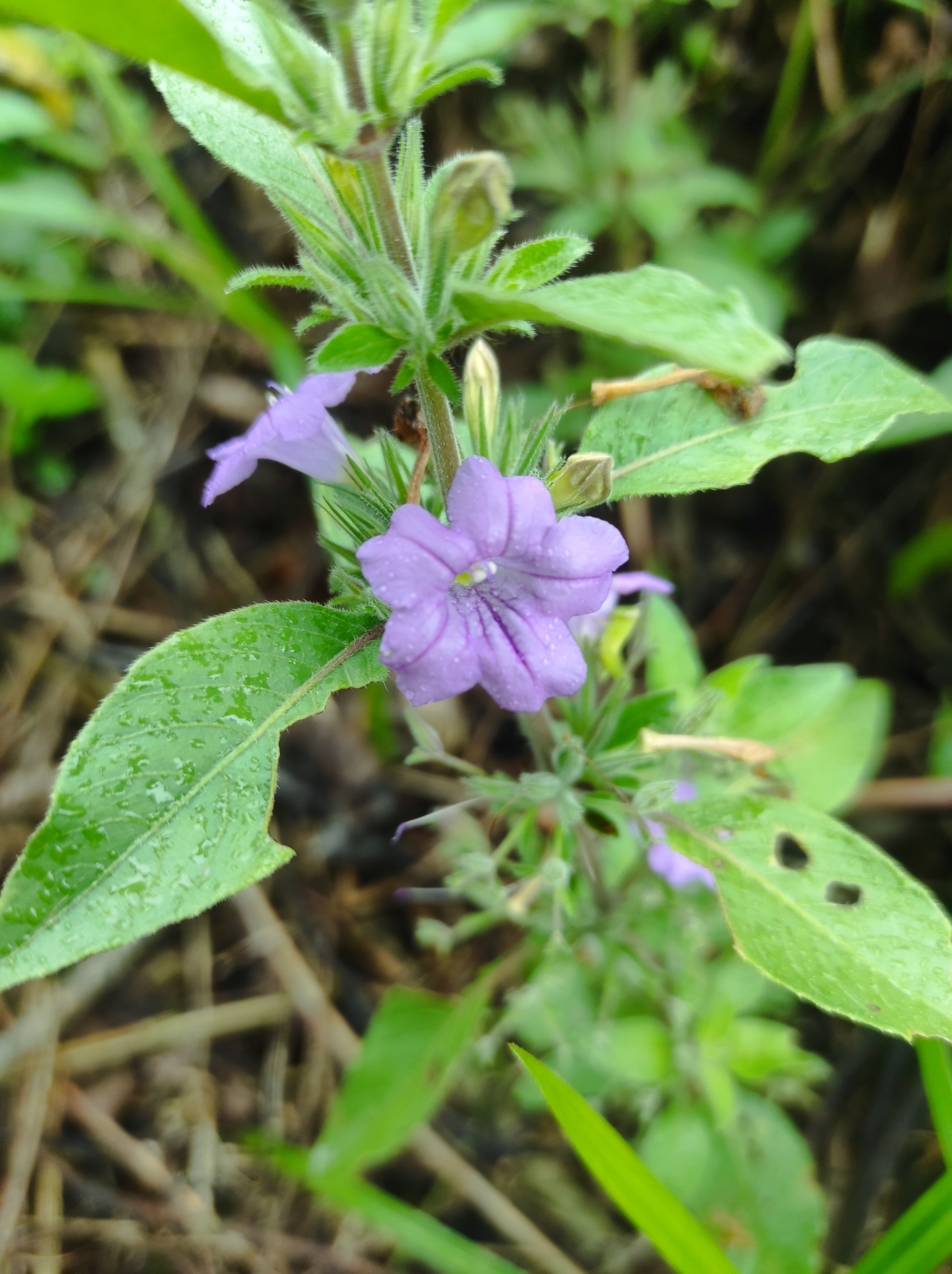 Ruellia paniculata