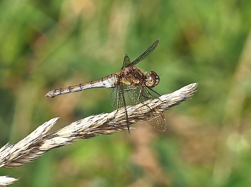 Common darter