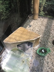 Chinchilla lanigera