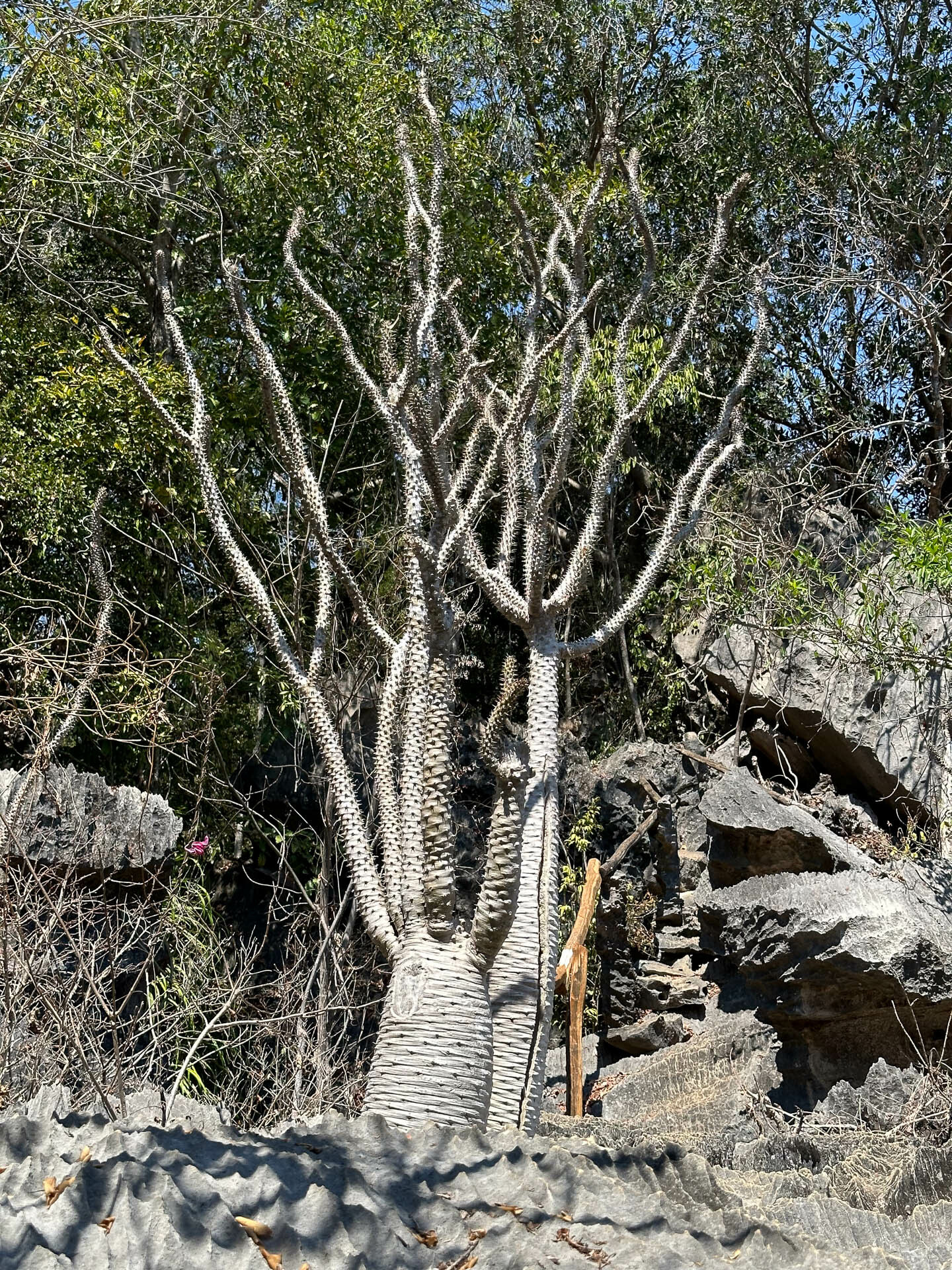 Imagem de Pachypodium