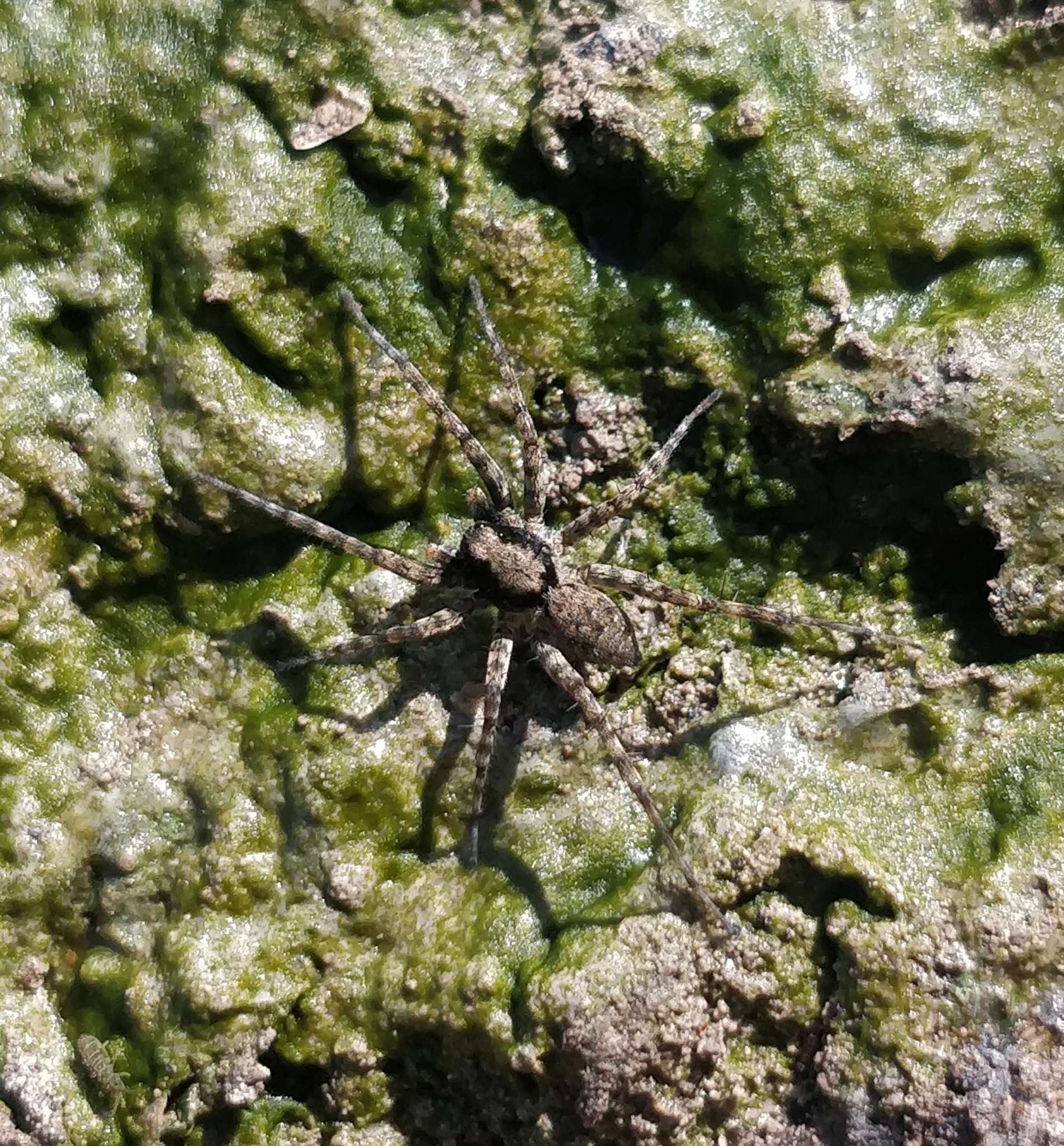 Wadicosa fidelis