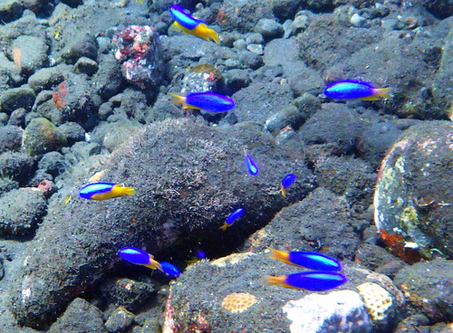 Goldbelly damsel (Pomacentrus auriventris) — Pomacentridae — 4