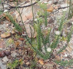Phylica propinqua