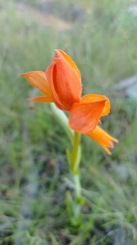 Image of Two-toned Orange Orchid by (c) Favian Flores Medina, some rights reserved (CC BY)