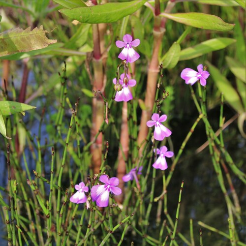 Dopatrium longidens