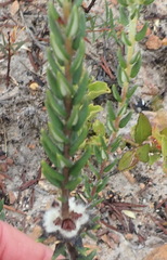 Phylica propinqua