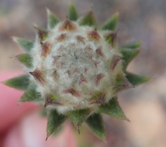 Phylica propinqua