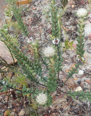 Phylica propinqua