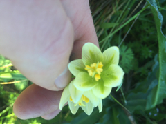 Fritillaria liliacea