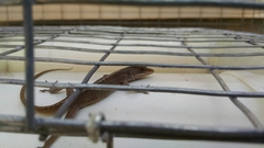 Anolis carolinensis