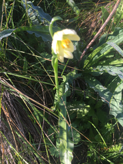 Fritillaria liliacea