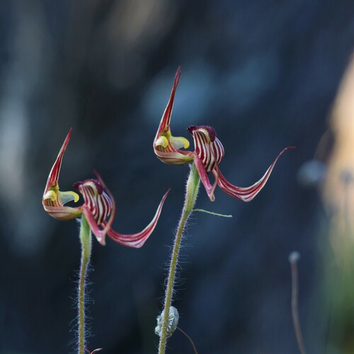 Lazy spider orchid