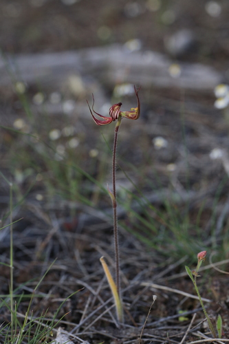 Image of Caladenia multiclavia by (c) Hugo Innes, some rights reserved (CC BY)