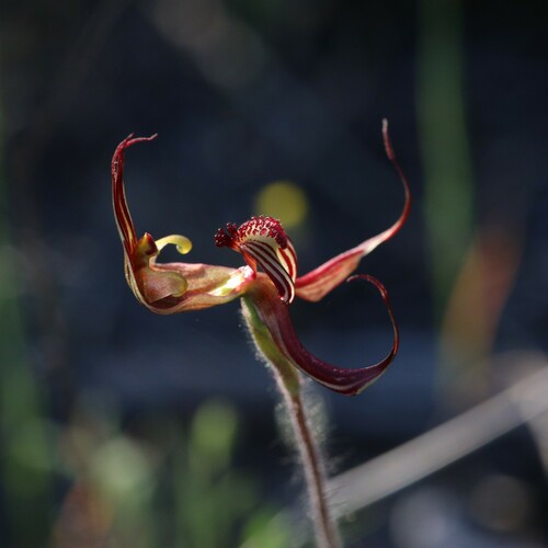 Image of Caladenia multiclavia by (c) Hugo Innes, some rights reserved (CC BY)