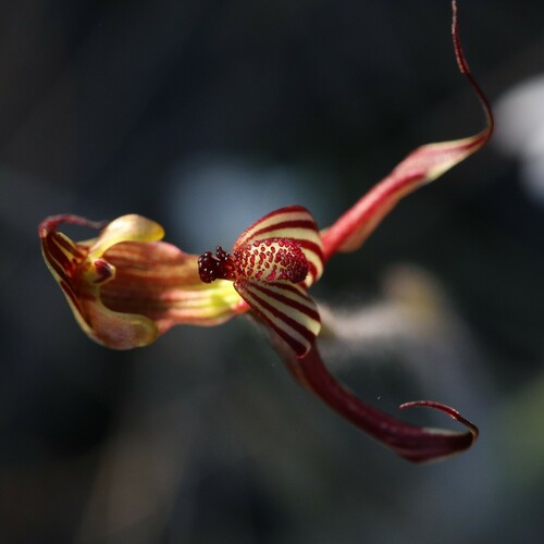 Image of Caladenia multiclavia by (c) Hugo Innes, some rights reserved (CC BY)
