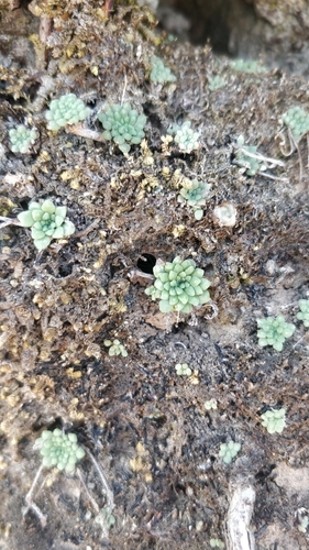 Monanthes brachycaulos