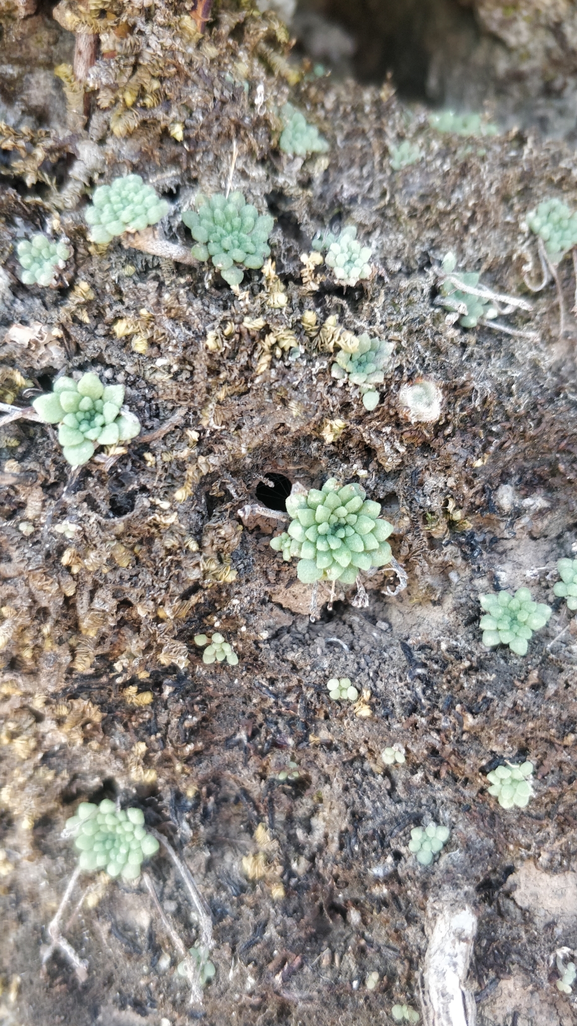 Sempervivum brachycaulon (Webb & Berthel.) Kuntze 2