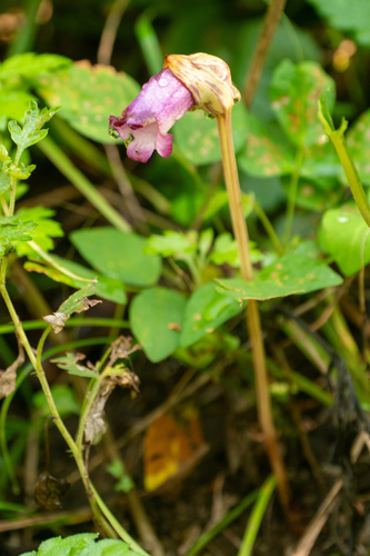 Image of Aeginetia indica by (c) WATANABE Hitoshi 渡辺仁, some rights reserved (CC BY)
