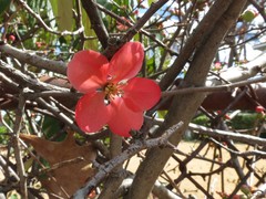 Chaenomeles