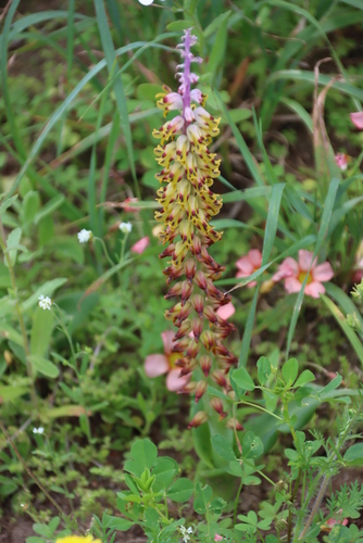 Image of Lachenalia mutabilis by (c) Tony Rebelo, some rights reserved (CC BY-SA)