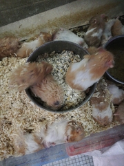 Mesocricetus auratus