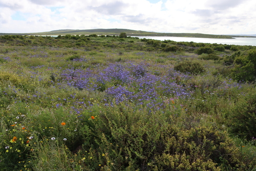 Image of Heliophila coronopifolia by (c) Tony Rebelo, some rights reserved (CC BY-SA)
