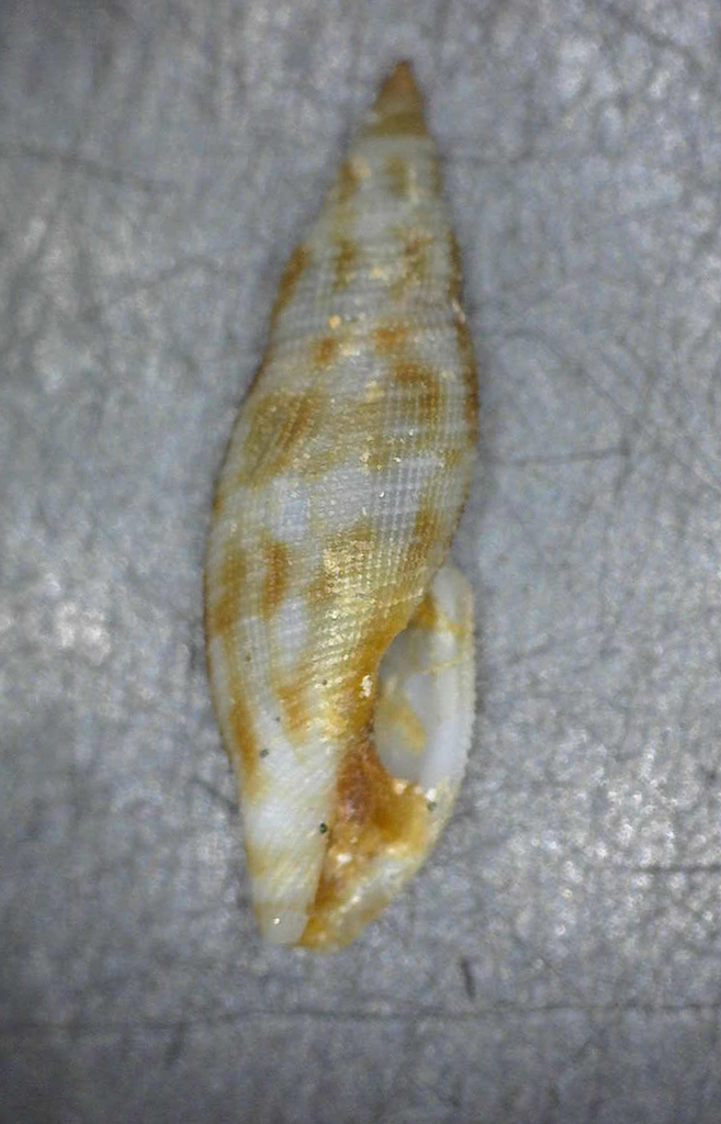 Daphnella