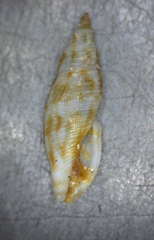 Daphnella
