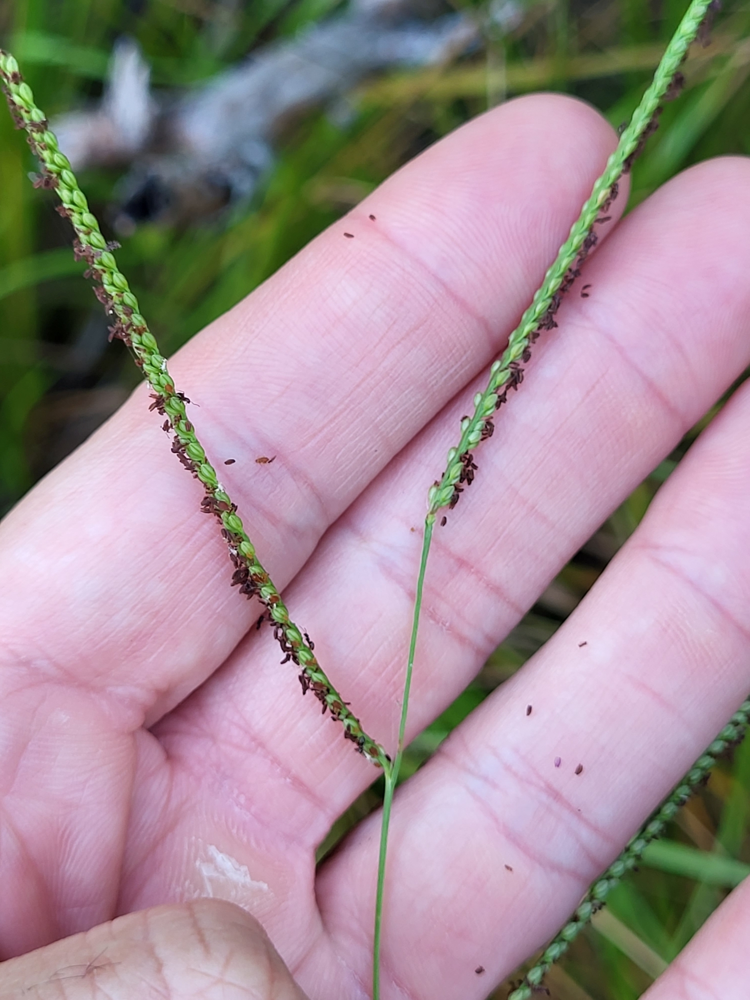 Paspalum laxum