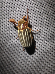 Polyphylla decemlineata