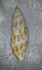Daphnella