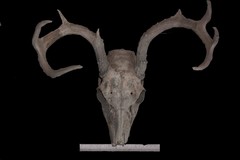 Odocoileus virginianus texanus