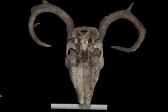 Odocoileus virginianus texanus