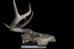 Odocoileus virginianus texanus