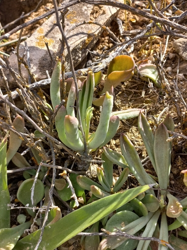 Tylecodon ventricosus