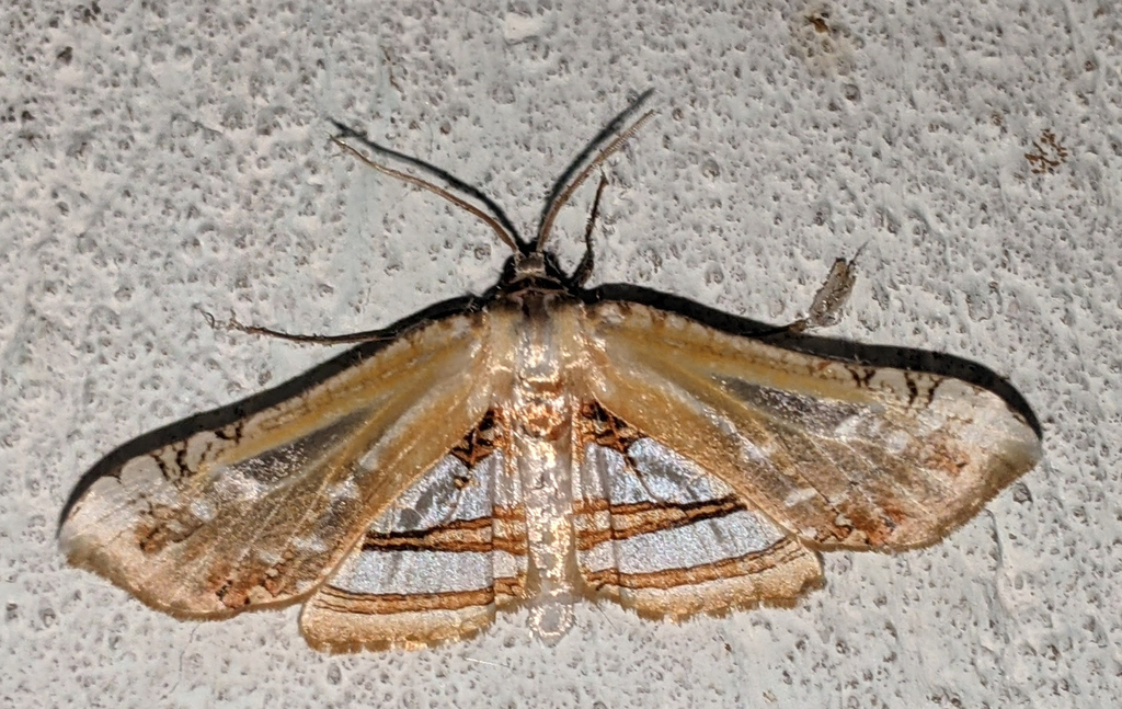 Herdonia approximata