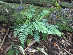 Asplenium lamprophyllum