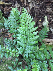 Asplenium lamprophyllum