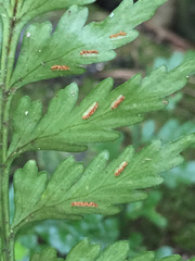 Asplenium lamprophyllum