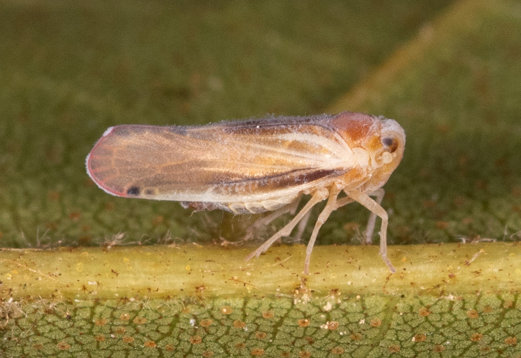 omolicna-uhleri-from-caroline-county-md-usa-on-september-6-2023-at