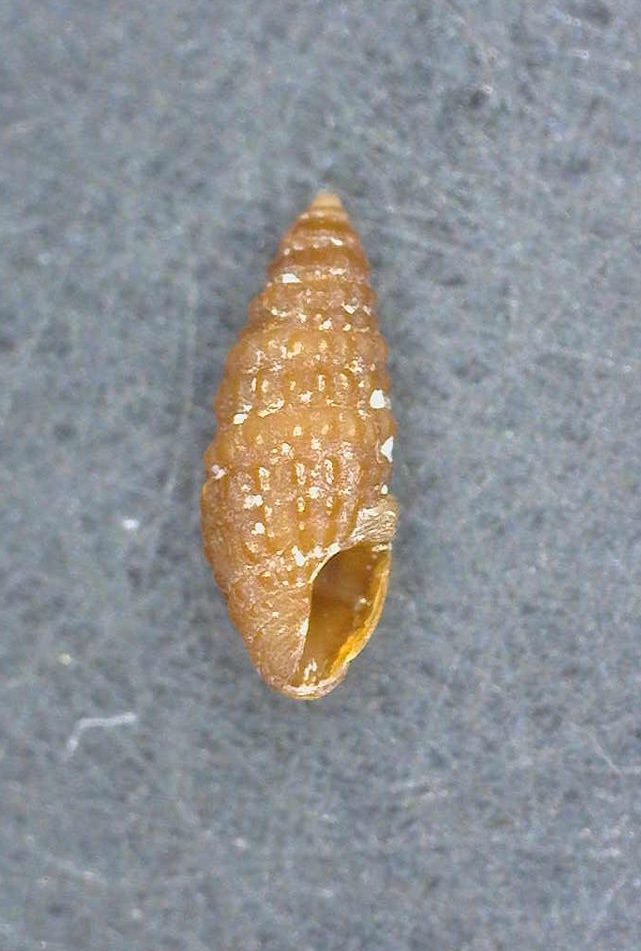Carinapex minutissima