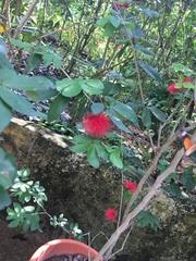 Calliandra tergemina