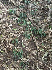 Blechnum membranaceum